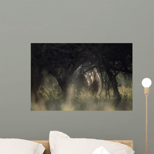 View of a white rhinoceros (Ceratotherium simum)  Wall Mural