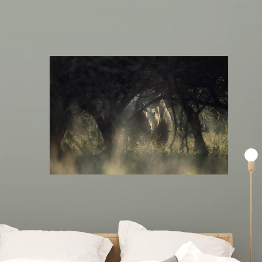 View of a white rhinoceros (Ceratotherium simum)  Wall Mural