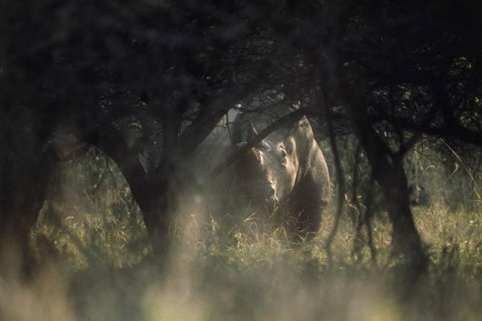 View of a white rhinoceros (Ceratotherium simum)  Wall Mural