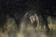 View of a white rhinoceros (Ceratotherium simum)  Wall Mural