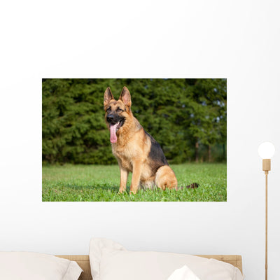 German Shepherd Wall Mural shown on a wall