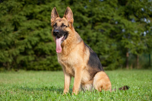 German Shepherd Wall Mural