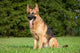 German Shepherd Wall Mural