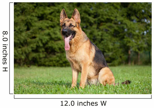 German Shepherd Wall Mural