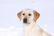 Labrador Retriever im Schnee