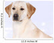 Labrador Retriever im Schnee
