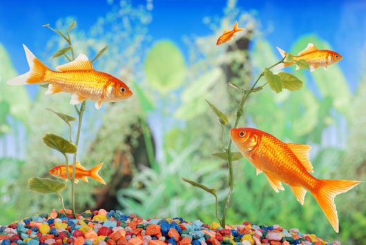 Fishtank With Goldfish Wall Mural