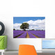 Beautiful lavender field in the summer Wall Mural