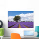 Beautiful lavender field in the summer Wall Mural