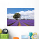 Beautiful lavender field in the summer Wall Mural