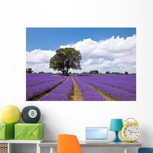 Beautiful lavender field in the summer Wall Mural
