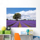 Beautiful lavender field in the summer Wall Mural
