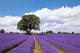 Beautiful lavender field in the summer Wall Mural