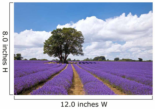 Beautiful lavender field in the summer Wall Mural
