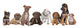 Large Group of Puppies Wall Decal