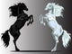 Two Rear Horses Wall Mural