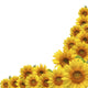 Sunflower Wall Decal