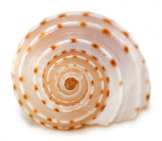 Shell