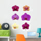Orchid Collection Wall Decal