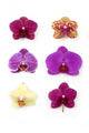 Orchid Collection Wall Decal
