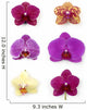 Orchid Collection Wall Decal