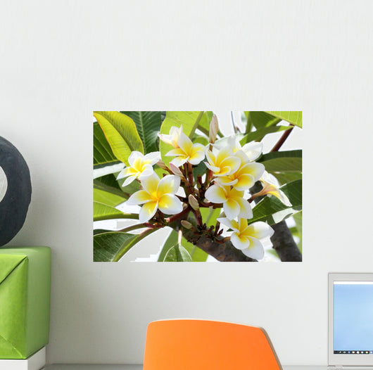 Frangipani Branch