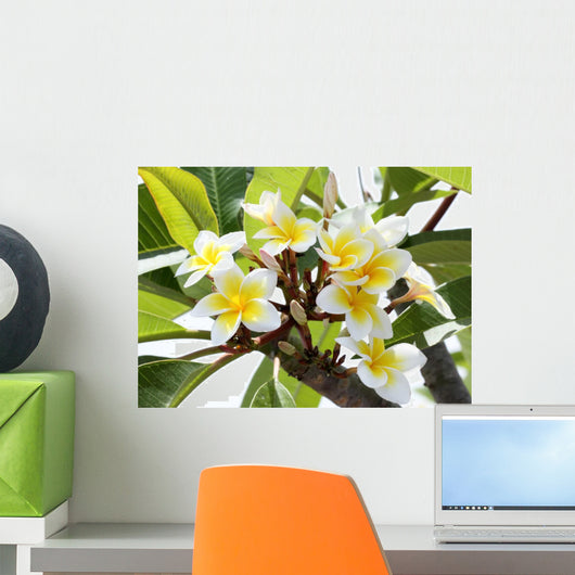 Frangipani Branch