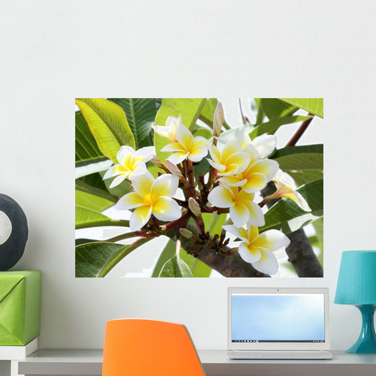 Frangipani Branch