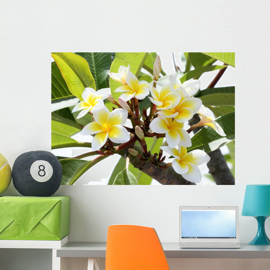 Frangipani Branch