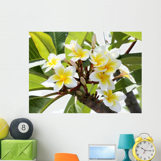 Frangipani Branch
