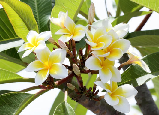 Frangipani Branch