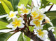 Frangipani Branch