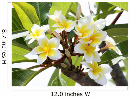 Frangipani Branch