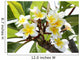 Frangipani Branch