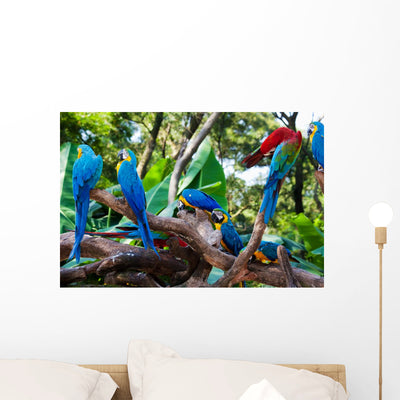 Beautiful Parrots shown on a wall