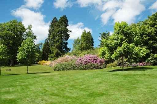 Trees and Lawn Bright Wall Decal