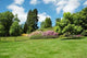 Trees and Lawn Bright Wall Decal