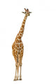 Giraffe Wall Decal Design 2