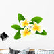 Frangipani Wall Mural