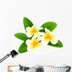 Frangipani Wall Mural