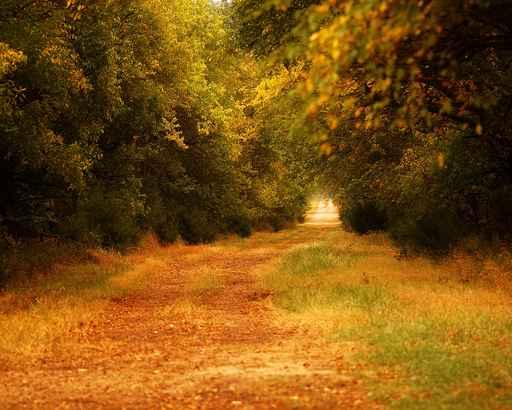 Autumn Colorful Path Wall Decal