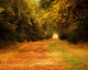 Autumn Colorful Path Wall Decal