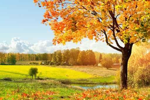 Autumn Morning Park Wall Decal
