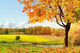Autumn Morning Park Wall Decal