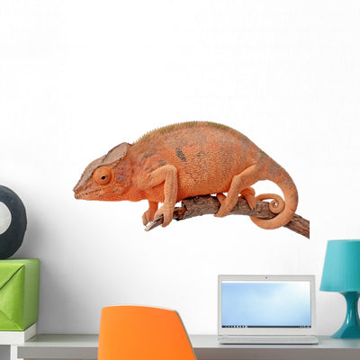 Chameleon Madagascar Chamaeleo Pardalis Wall Mural shown on a wall