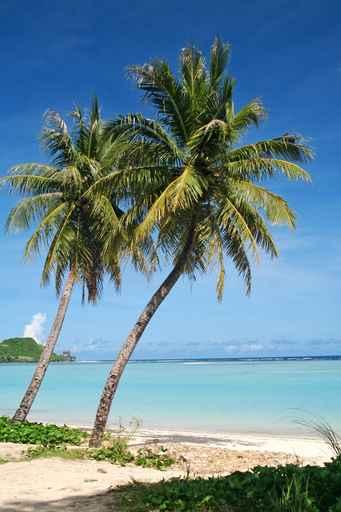 Two Coconut Trees Wall Decal
