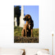 The Noble hound Wall Mural