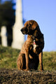 The Noble hound Wall Mural
