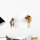 Cat and Dog around