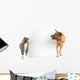 Cat and Dog around